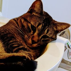 Meet your Posher, Bridget